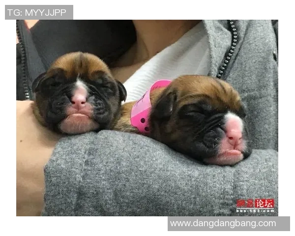 张伯霖分享摇篮舞庆祝喜讯家中爱犬迎来两只可爱小狗出生